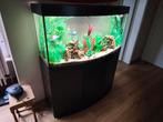 Aquarium juwel vision 260L, Dieren en Toebehoren, Ophalen