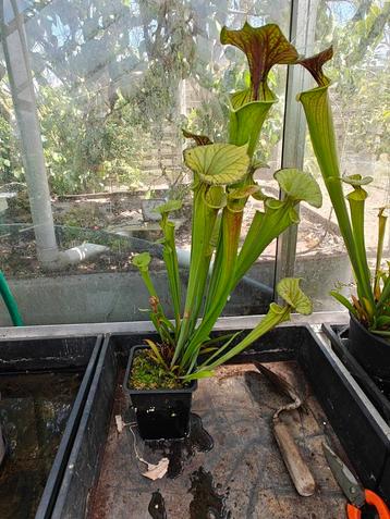 Verscheidene vleesetende planten sarracenia beschikbaar voor biedingen