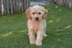 Prachtige cockapoo pups (abrikoos/rood), België, Overige rassen, CDV (hondenziekte), 8 tot 15 weken