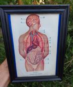 Vintage medische prent, Antiek en Kunst, Ophalen of Verzenden