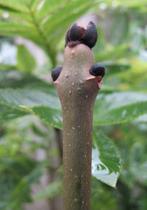 Es - Fraxinus excelsior, Enlèvement