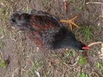 barnevelder haan dubbel gezoomt, Dieren en Toebehoren, Pluimvee
