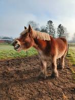 Hulp bij verzorging paarden/halve stal/horsesit, Dieren en Toebehoren