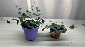 Peperomia, Enlèvement ou Envoi