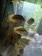 Groepje regenboog cichliden, Dieren en Toebehoren, Vissen | Aquariumvissen