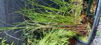 vijver plantes, Ophalen, Zo goed als nieuw