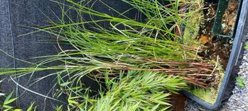 vijver plantes  beschikbaar voor biedingen
