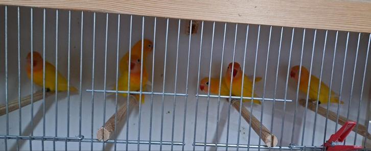 Personata's gele zwartoog 2025, Dieren en Toebehoren, Vogels | Parkieten en Papegaaien, Geslacht onbekend, Geringd