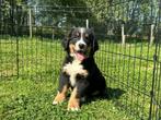 Berner Sennen pups