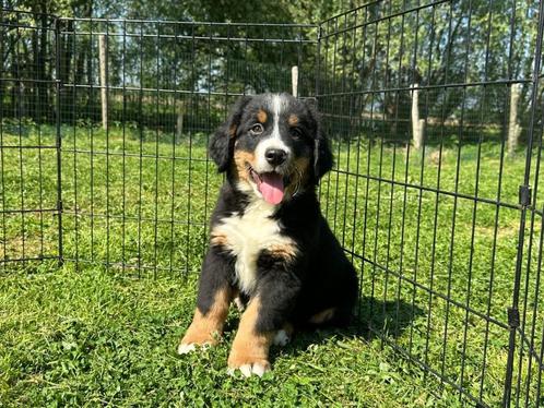 Berner Sennen pups, Dieren en Toebehoren, Honden | Bulldogs, Pinschers en Molossers, Meerdere dieren, Sennenhond, Fokker | Professioneel