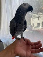 Gris du gabon afrique, Dieren en Toebehoren