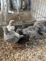 Oud engelse vechtkriel, Dieren en Toebehoren, Pluimvee