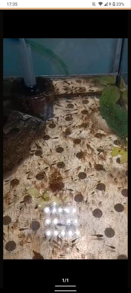 Betta halfmoon jongen, Dieren en Toebehoren, Vissen | Aquariumvissen