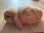 Konijnen meisjes, Dieren en Toebehoren, Konijnen, Vrouwelijk, Klein, Hangoor, 0 tot 2 jaar