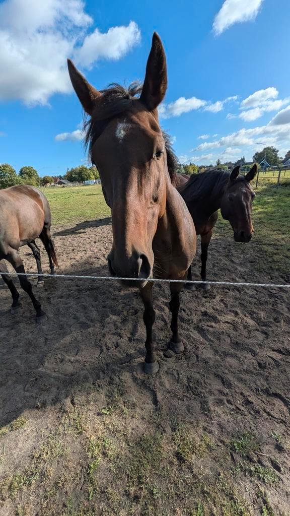 Knappe en lieve merrie Elsie 2012 1.65 lage prijsklasse, Dieren en Toebehoren, Paarden, Merrie, B, 165 tot 170 cm, 11 jaar of ouder