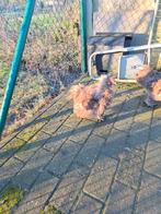 Hanen te koop, Dieren en Toebehoren, Pluimvee, Meerdere dieren, Kip