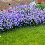 geranium  jhonson bleu    in pot  nog 2 stuks, Tuin en Terras, Planten | Tuinplanten, Ophalen, Vaste plant
