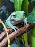 Nakweek koraalteenboomkikkers, Dieren en Toebehoren, Reptielen en Amfibieën, Amfibie