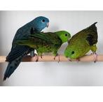 GEZOCHT: Catharina Parkieten, Dieren en Toebehoren