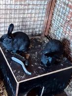 Vleeskonijne kruising vlinder blauwe, Dieren en Toebehoren, Konijnen, Meerdere dieren, Groot, 0 tot 2 jaar