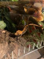 Wimper gekko met terrarium, Hagedis, Met terrarium, 3 tot 6 jaar