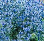 Eryngium planum, Tuin en Terras, Planten | Tuinplanten, Ophalen
