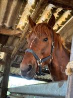 Ruin te koop, Animaux & Accessoires, Chevaux, Vermifugé, Hongre, Débourré, Moins de 160 cm