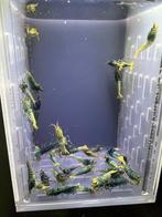 Groupe de crevettes Blue Steel, Homard, Crabe ou Crevette, Poisson d'eau douce, Banc de poissons