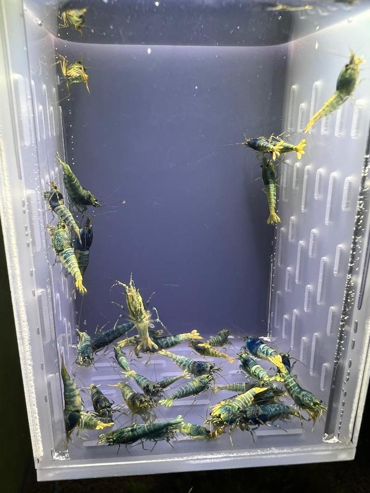 Groupe de crevettes Blue Steel, Animaux & Accessoires, Poissons | Poissons d'aquarium, Poisson d'eau douce, Homard, Crabe ou Crevette