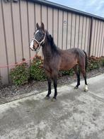 Jong paard 18 maand(ruin), Dieren en Toebehoren, Ruin