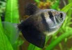 Zwarte tetra’s, Dieren en Toebehoren, Vissen | Aquariumvissen, Vis, Zoetwatervis