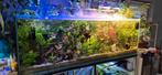 Rampe Led aquarium