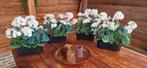 4 x kunstbloemen geraniums, Ophalen