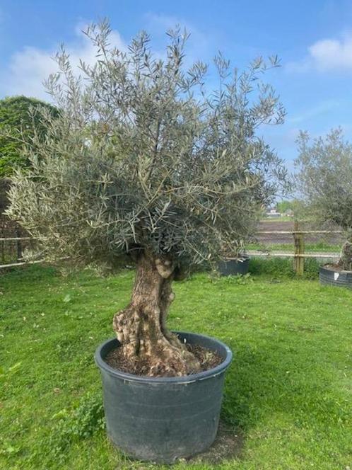 Stoere olijfboom met robuuste stam NR 29, Tuin en Terras, Planten | Bomen, Olijfboom, 100 tot 250 cm, Volle zon, Zomer, In pot