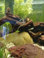 Guppy jong te koop vanaf 50 cent per stuk tot 1€, Dieren en Toebehoren, Vissen | Aquariumvissen