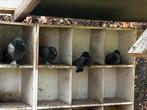 Takla dumanli, Dieren en Toebehoren, Vogels | Duiven, Geslacht onbekend, Tuimelaar of Roller