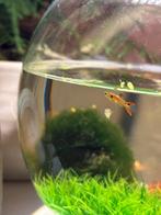 Neon guppy man, Dieren en Toebehoren