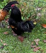 zwart baardkrielhaantje te krijgen, Dieren en Toebehoren, Mannelijk, Kip