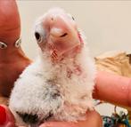 Conure femelle selection rouge, Ophalen