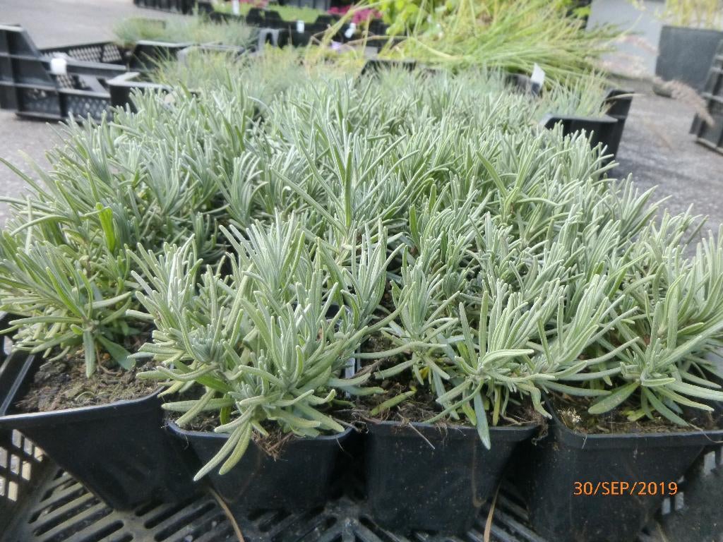 Lavande odorante, Jardin & Terrasse, Plantes | Jardin, Enlèvement