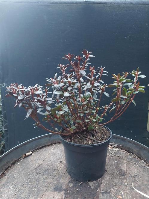 Azalea jap. Wit en rood, Tuin en Terras, Planten | Struiken en Hagen, Ophalen of Verzenden
