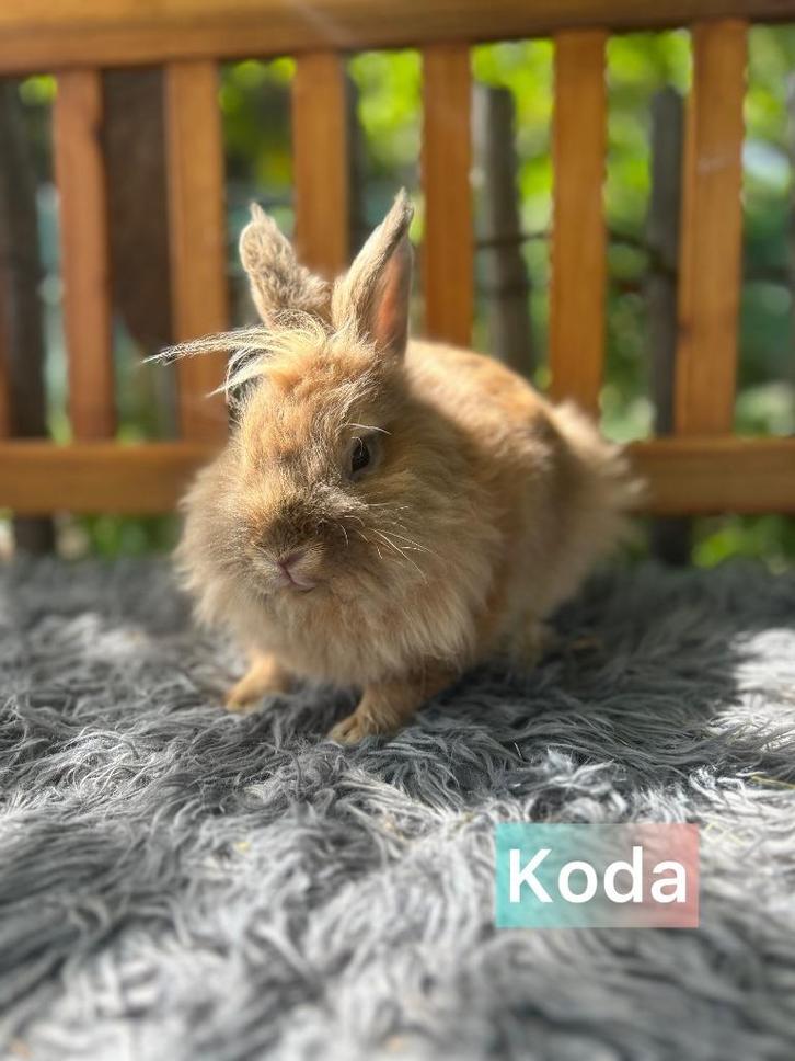 TER ADOPTIE gecastreerde ram, Dieren en Toebehoren, Konijnen, Klein, Mannelijk, 0 tot 2 jaar