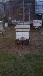 Bijen te koop op simplex en Kempische ramen, Dieren en Toebehoren, Schapen, Geiten en Varkens