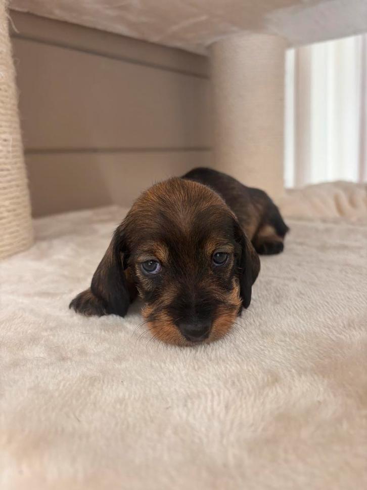 Kaninchen mini ruwharige teckels te koop, Dieren en Toebehoren, Honden-accessoires, Ophalen