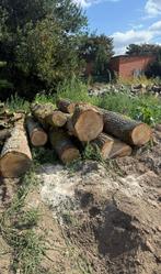 Eik stammen, Tuin en Terras, 6 m³ of meer, Ophalen, Eikenhout, Stammen