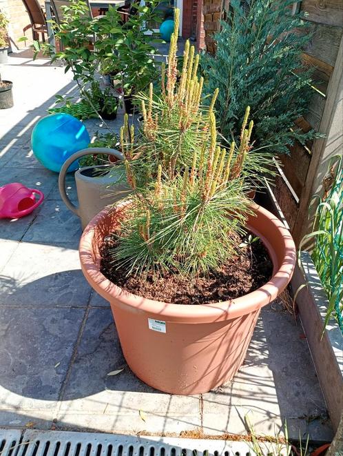 Japanse rode den - pinus densiflora umbraculifera, Tuin en Terras, Planten | Tuinplanten, Ophalen