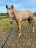 Quarter merrie, Dieren en Toebehoren, Paarden, Merrie