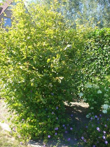 Sierlijke grote struik “Amelanchier Lamarckii “ beschikbaar voor biedingen