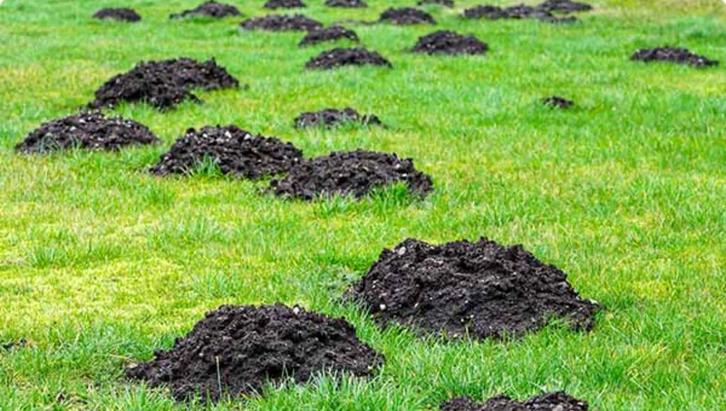 Répulsif à taupes.  > jardinier, Jardin & Terrasse, Gazon & Gazon artificiel, Comme neuf, Enlèvement