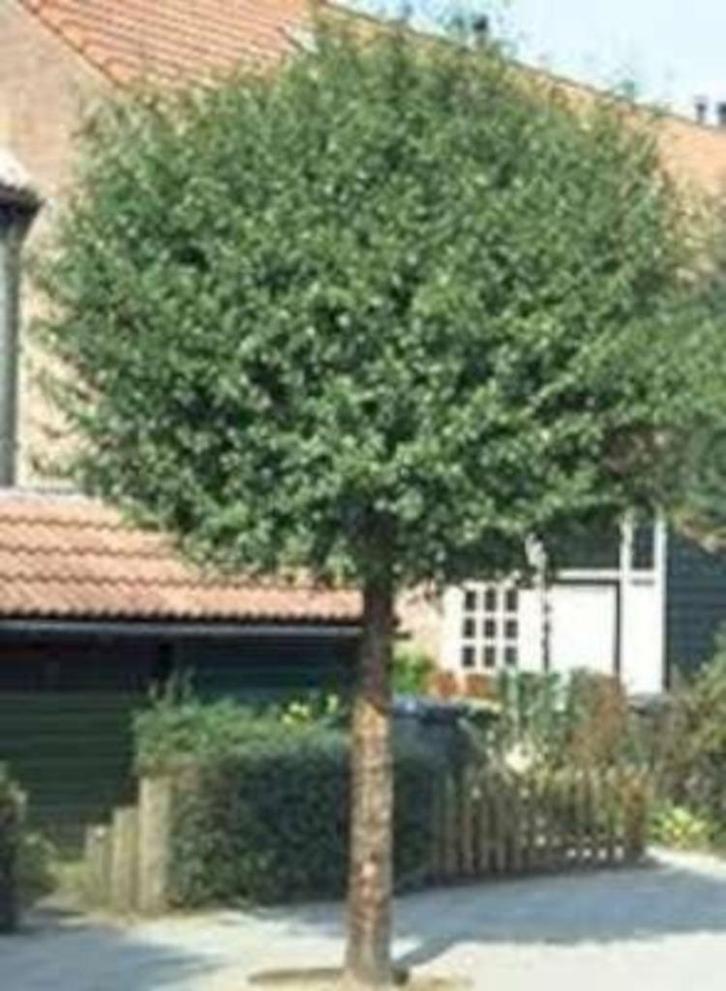 Bol bomen, Tuin en Terras, Planten | Struiken en Hagen, Ophalen of Verzenden